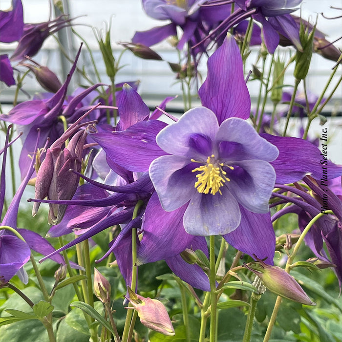AQUILEGIA EARLYBIRD - PURPLE BLUE