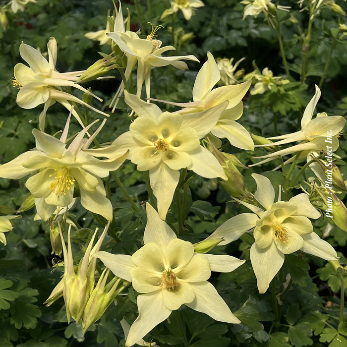 AQUILEGIA KIRIGAMI - YELLOW
