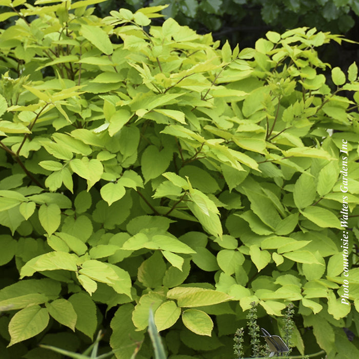 ARALIA - SUN KING