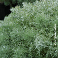 ARTEMISIA SCHMIDTIANA - SILVER MOUND