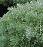 ARTEMISIA SCHMIDTIANA - SILVER MOUND