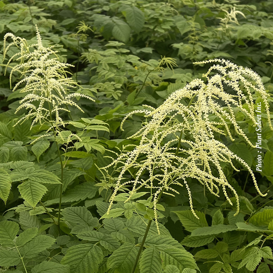 ARUNCUS SYLVESTRIS DIOICUS