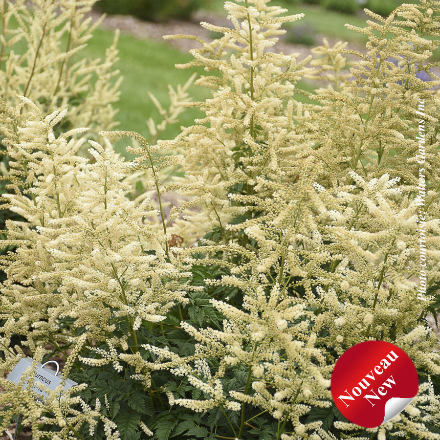 ARUNCUS - GOATEE