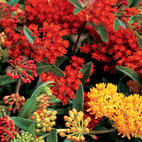 ASCLEPIAS TUBEROSA - GAY BUTTERFLIES