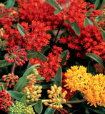 ASCLEPIAS TUBEROSA - GAY BUTTERFLIES