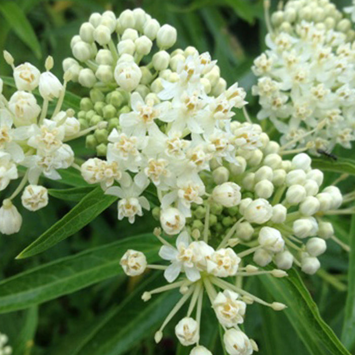 ASCLEPIAS - ICE BALLET