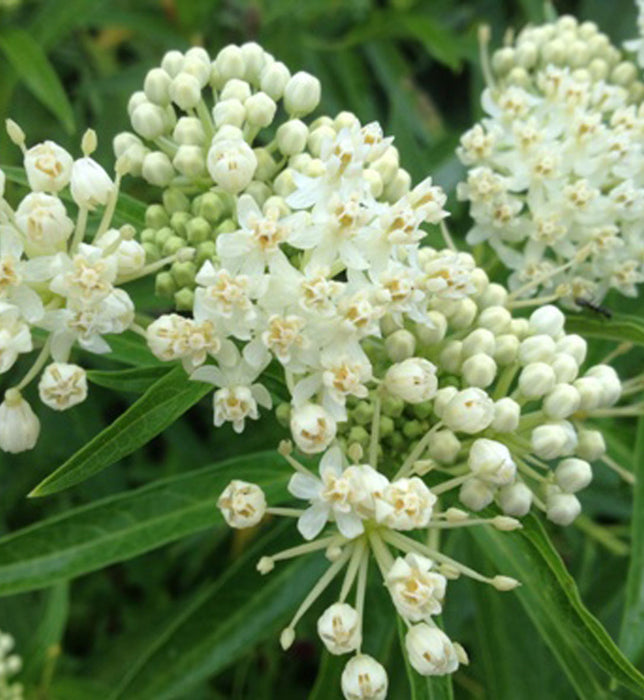 ASCLEPIAS - ICE BALLET