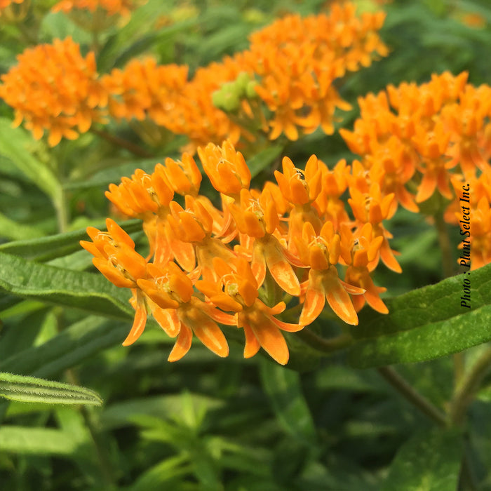 ASCLEPIAS TUBEROSA