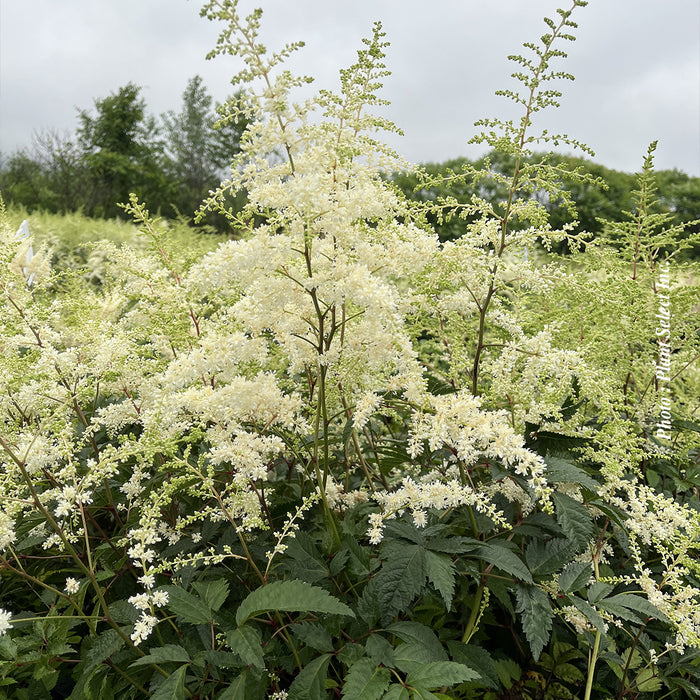 ASTILBE - BRIDAL VEIL