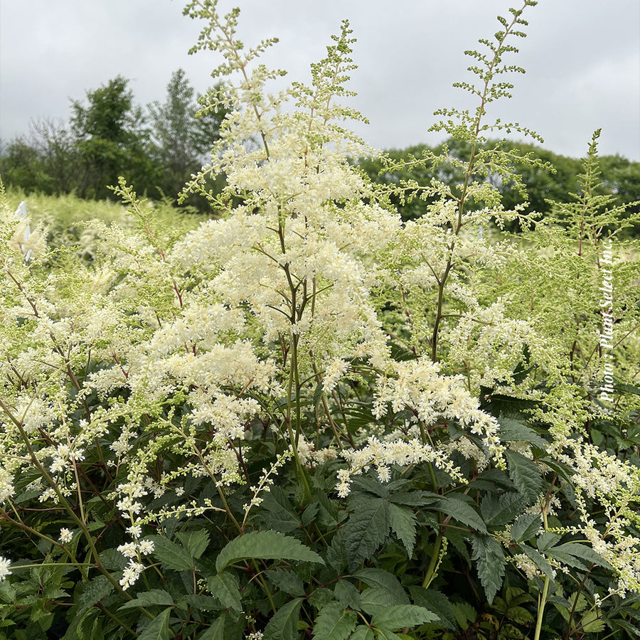 ASTILBE - BRIDAL VEIL