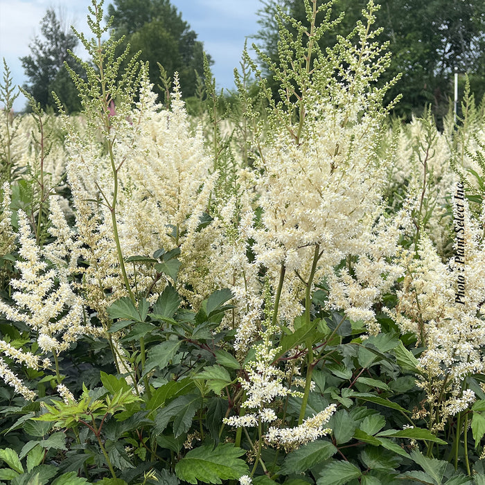 ASTILBE X ARENDSII - DIAMANT