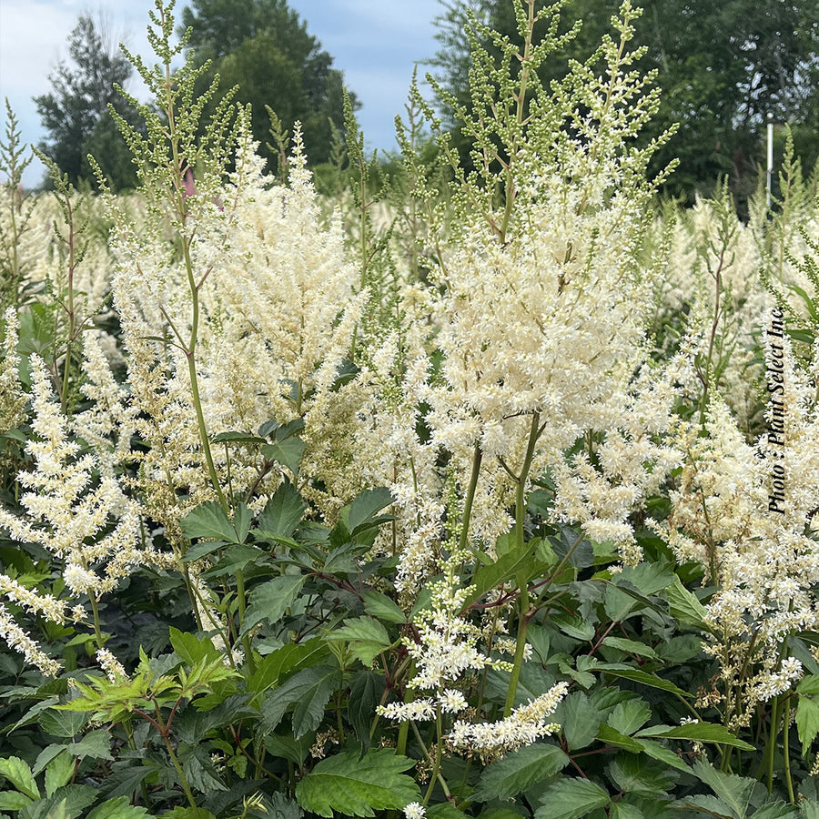 ASTILBE X ARENDSII - DIAMANT