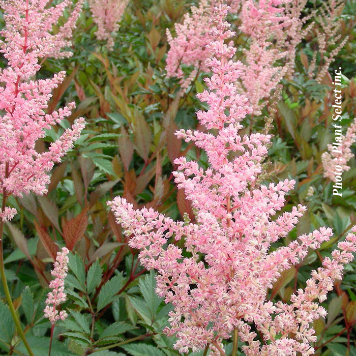 ASTILBE - ERICA
