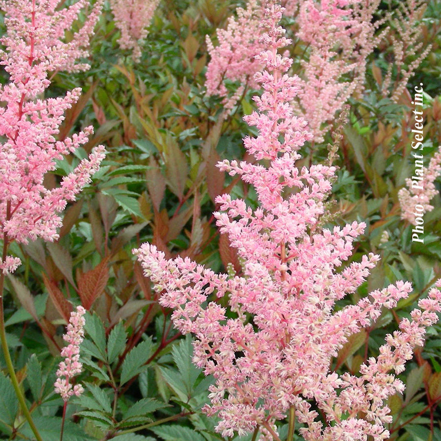 ASTILBE - ERICA
