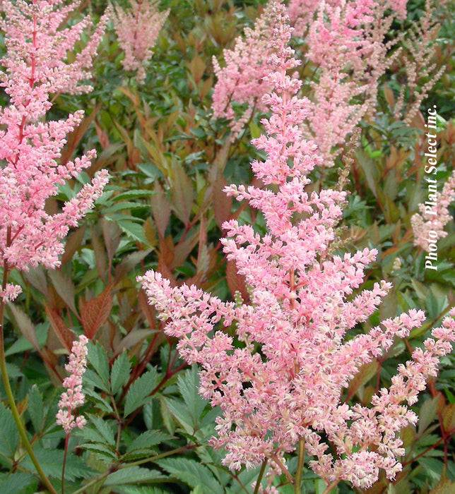 ASTILBE - ERICA