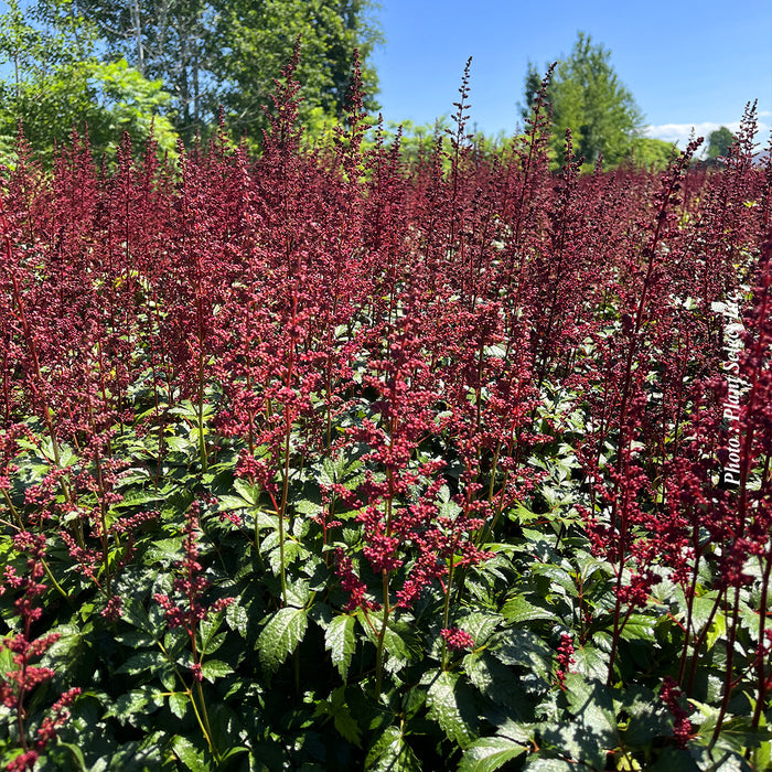 ASTILBE X ARENDSII - FANAL