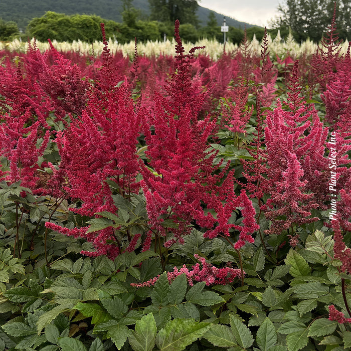 ASTILBE - GLUT