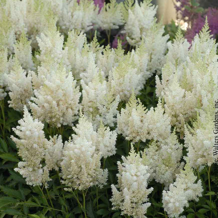 ASTILBE - WHITE GLORIA