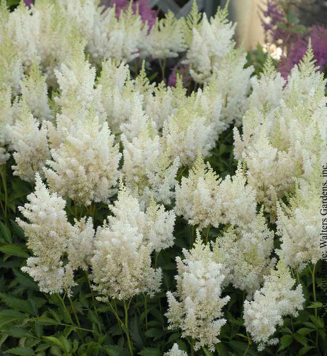 ASTILBE - WHITE GLORIA