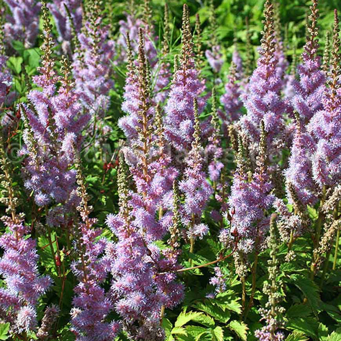 ASTILBE CHINENSIS - PUMILA