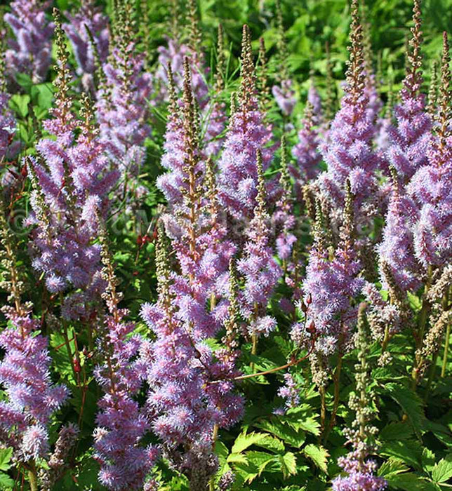 ASTILBE CHINENSIS - PUMILA