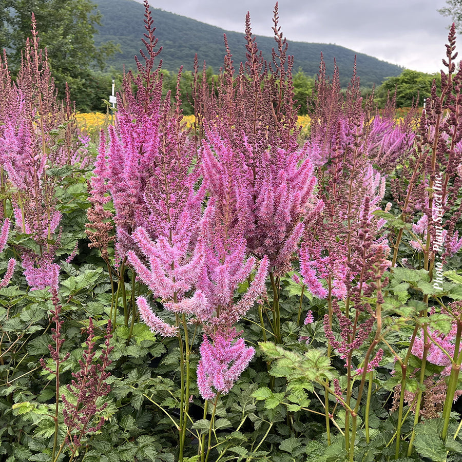 ASTILBE CHINENSIS TAQUETII - SUPERBA