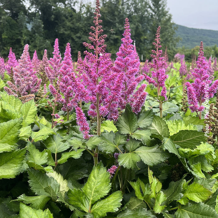 ASTILBE CHINENSIS - VISIONS