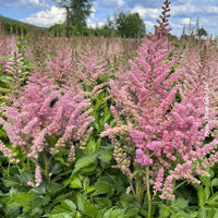 ASTILBE CHINENSIS - VISION IN PINK