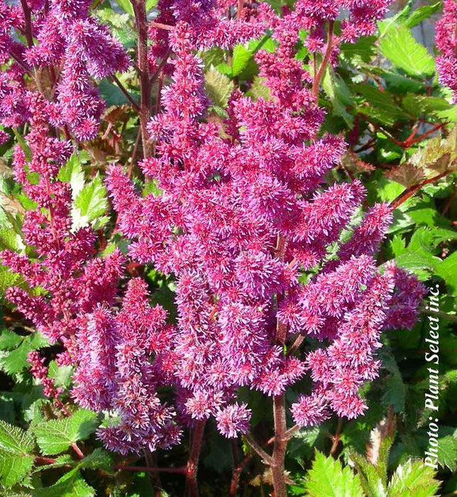 ASTILBE CHINENSIS - VISION IN RED