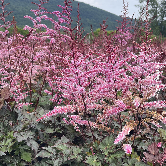 ASTILBE - DELFT LACE
