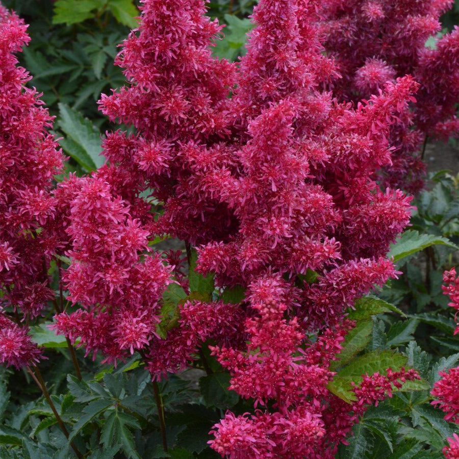 ASTILBE - GO GO RED