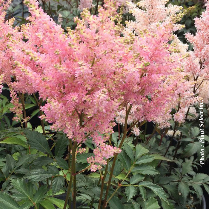 ASTILBE - PEACH BLOSSOM