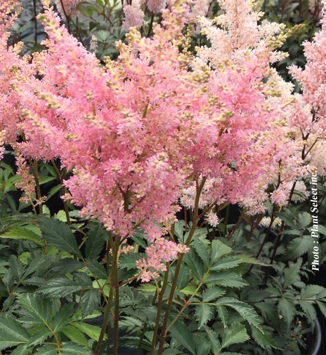 ASTILBE - PEACH BLOSSOM