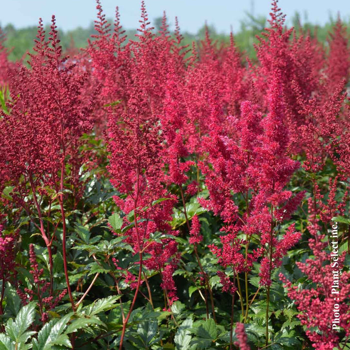 ASTILBE - RED SENTINEL