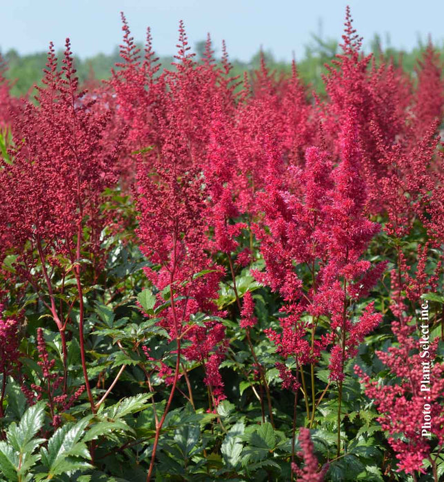 ASTILBE - RED SENTINEL