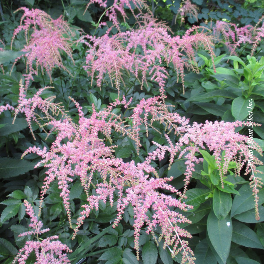 ASTILBE THUNBERGII - OSTRICH PLUME
