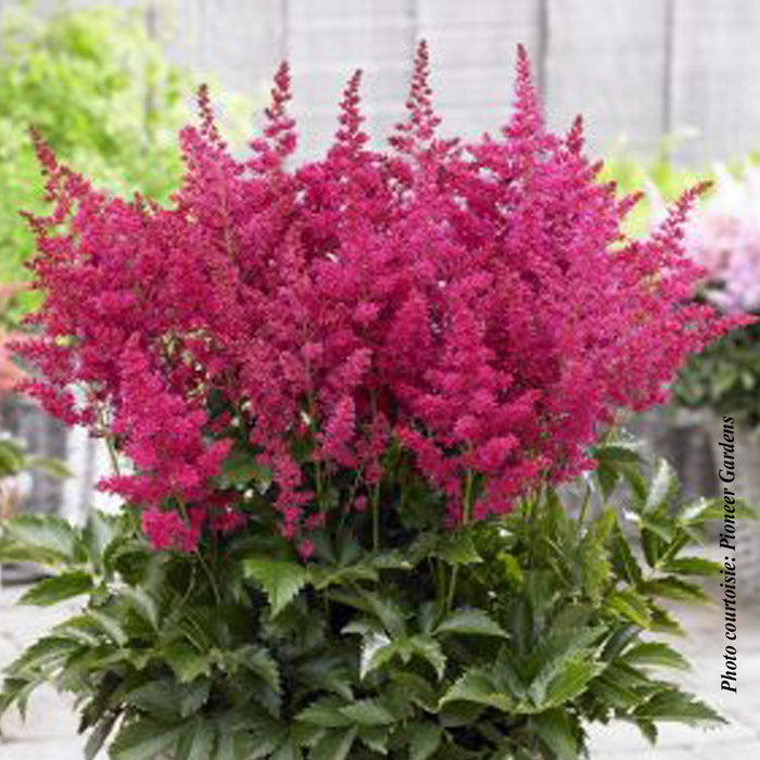 ASTILBE YOUNIQUE RUBY RED™