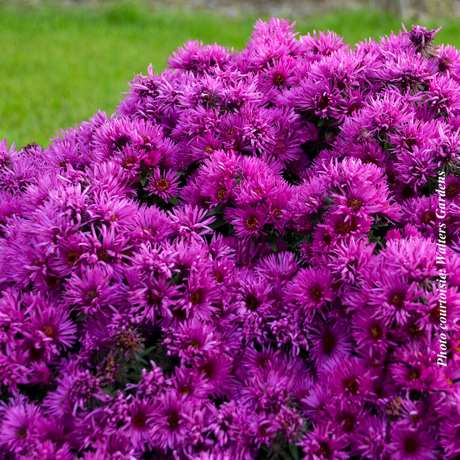 ASTER - PINK CRUSH