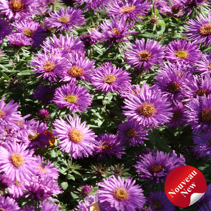 ASTER - PURPLE DOME