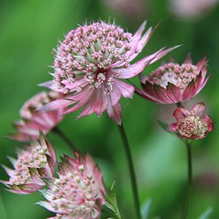ASTRANTIA - MASTERPIECE