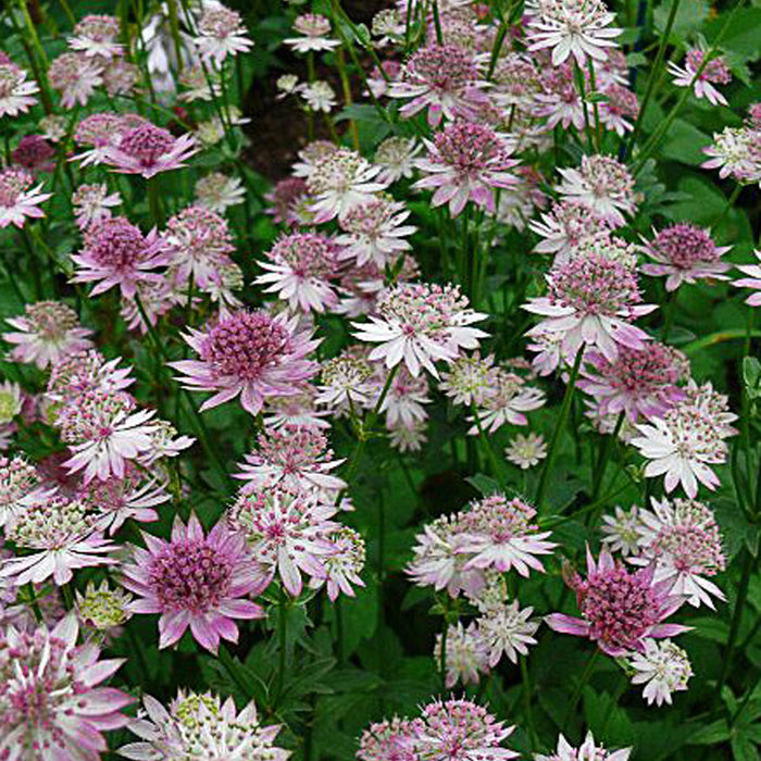 ASTRANTIA - ROMA