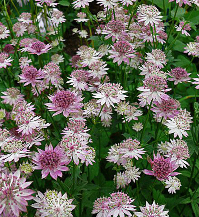 ASTRANTIA - ROMA