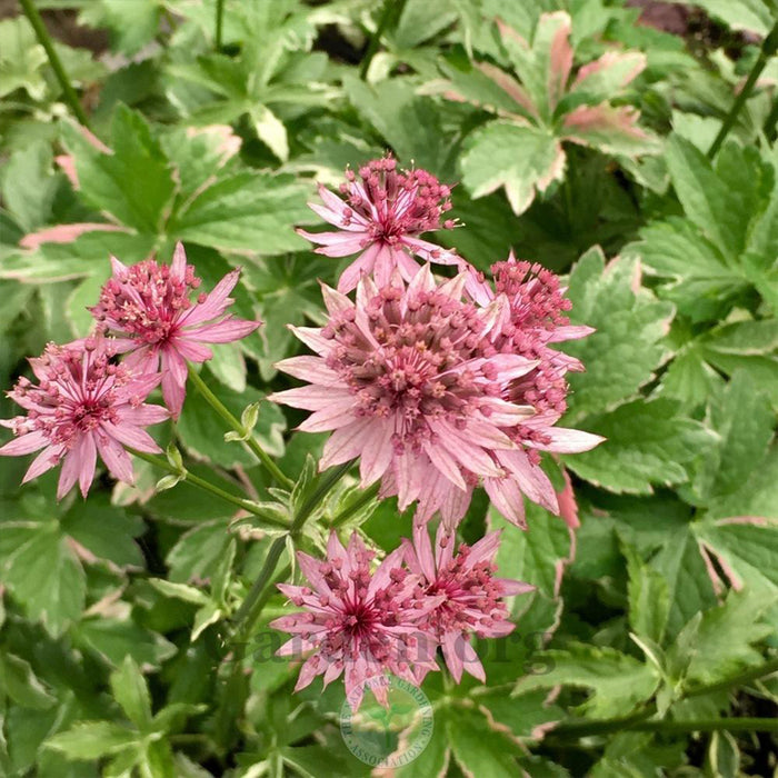 ASTRANTIA - VANILLA GORILLA