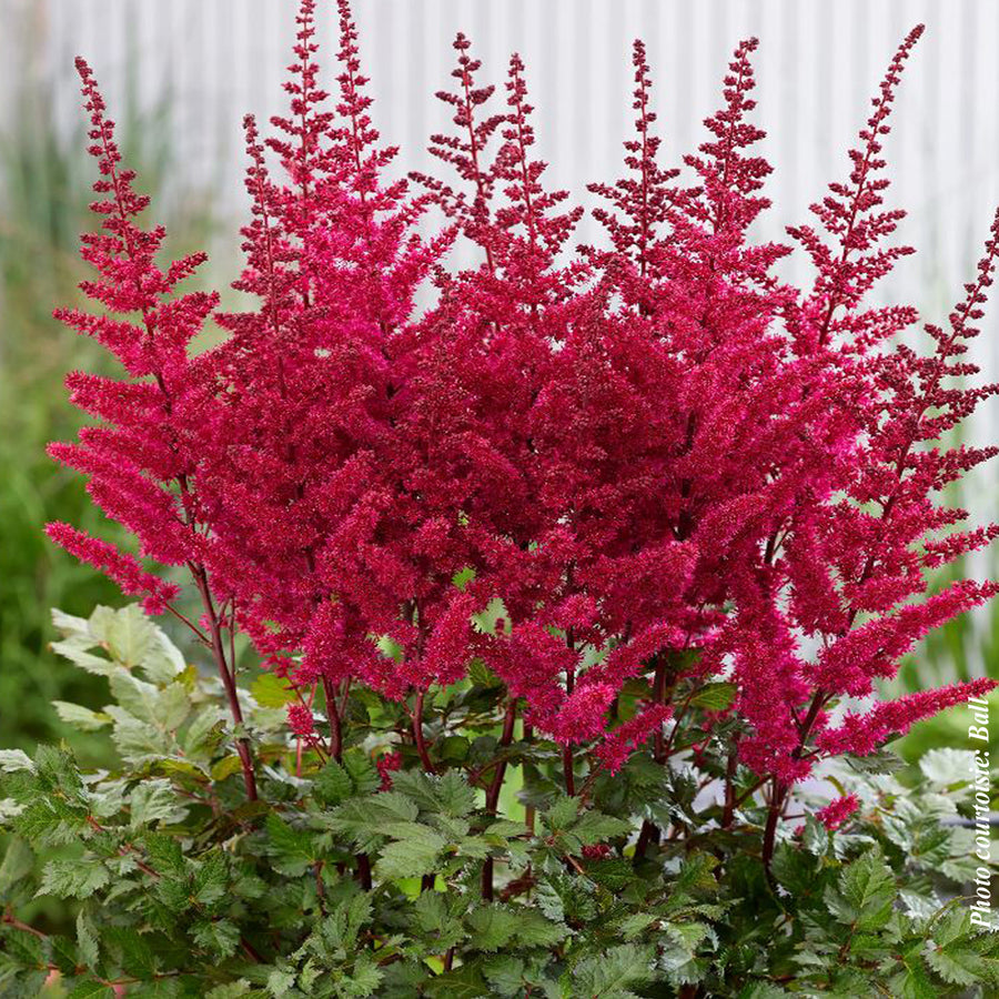 ASTILBE CHINENSIS - VISIONS VOLCANO