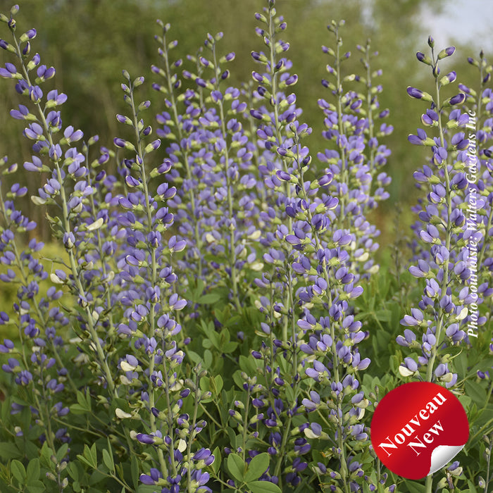 BAPTISIA DECADENCE - BLUE BUBBLY