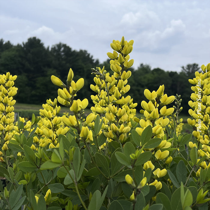 BAPTISIA DECADENCE - LEMON MERINGUE