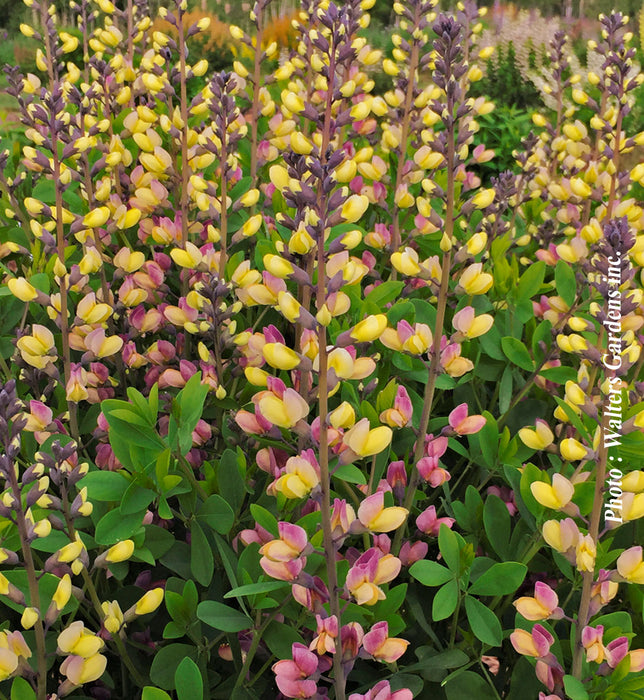 BAPTISIA DECADENCE - PINK LEMONADE