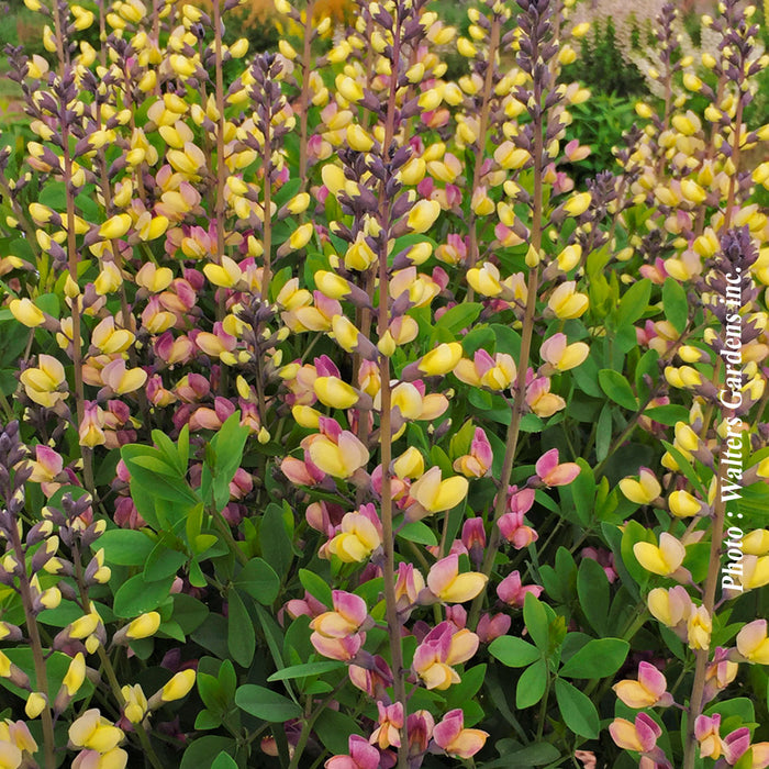 BAPTISIA DECADENCEA - PINK LEMONADE