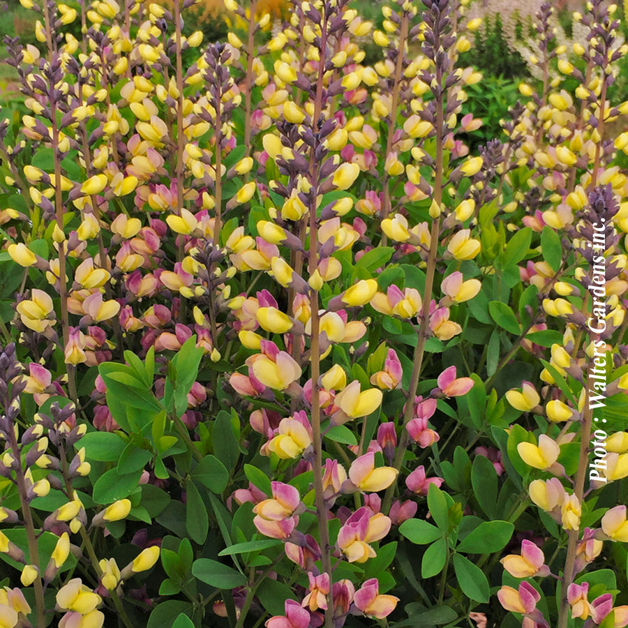 BAPTISIA DECADENCEA - PINK LEMONADE