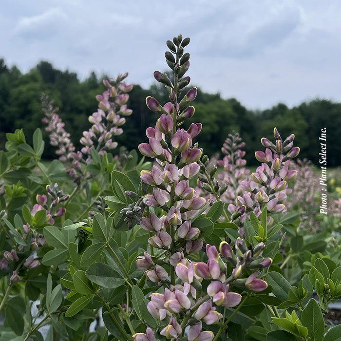 BAPTISIA DECADENCE - PINK TRUFFLES